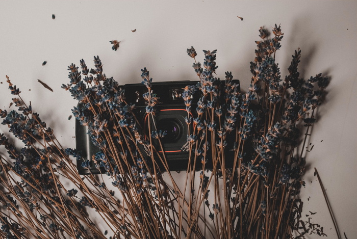 白色表面的紫色薰衣草花