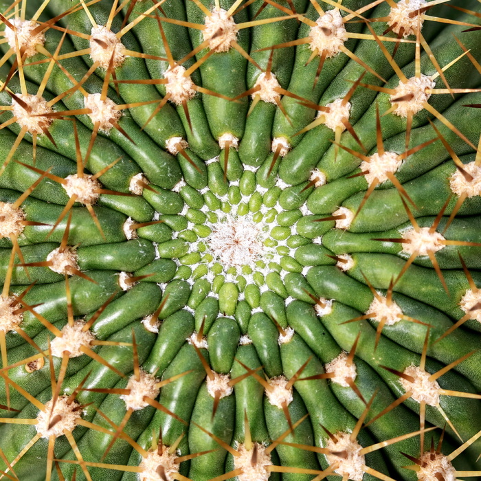 仙人掌，带刺，果汁植物，刺，尖，刺，带刺，刺