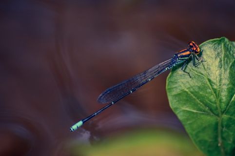 无脊椎动物,动物,昆虫,异翅目,蜻蜓,豆娘,橙色,蓝色 无脊椎动物,动物,昆虫,异翅目,蜻蜓,豆娘,橙色,蓝色