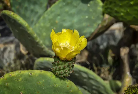 花,黄色的花,花梨,开花,花瓣黄色,植物,黄色,生长 花,黄色的花,花梨,开花,花瓣黄色,植物,黄色,生长
