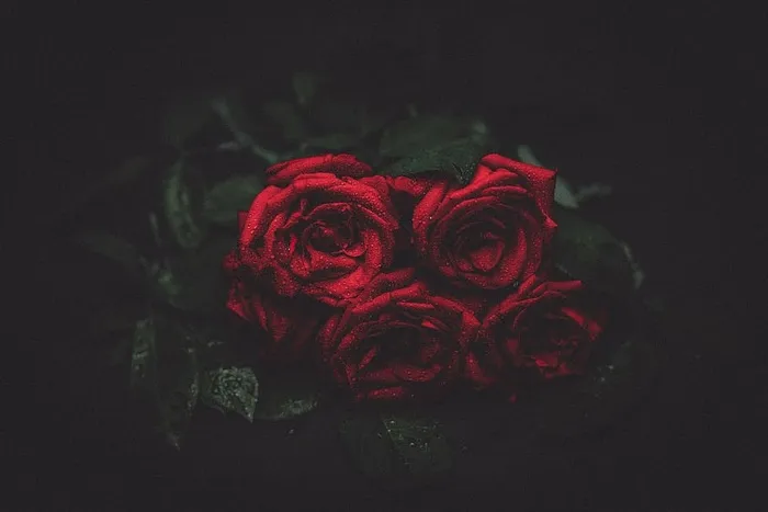 红色，玫瑰，花束，玫瑰，花朵，夜晚，浪漫，花束
