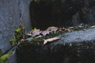 美国、切斯特顿、砖块、楼梯、树林、迷路、绿色、棕色