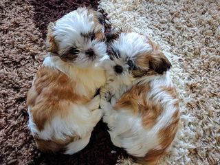 美国，蒙特维尔，动物主题，宠物，家养，动物，家养动物，哺乳动物