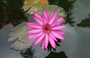 百合、睡莲、红睡莲、沙普拉、卡马尔、拉克塔马尔、尼洛法、红睡莲