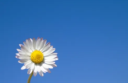 自然,夏天,花,明亮,雏菊,春天,绿色,花卉 自然,夏天,花,明亮,雏菊,春天,绿色,花卉