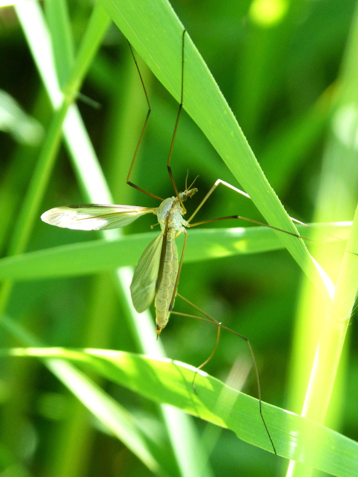 蚊子、树叶、按蚊、刺、讨厌的虫子、绿色、昆虫、一种动物