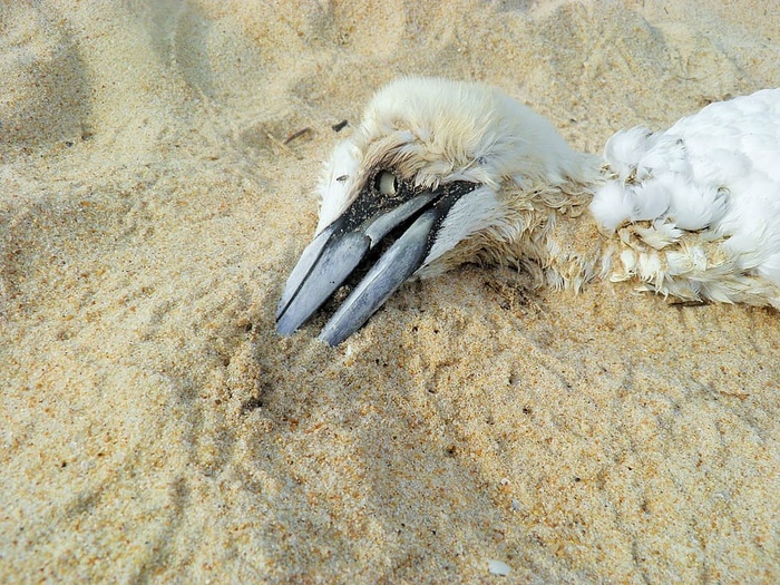 死亡，死鸟，海滩，环境，死亡，鸟，自然，沙子