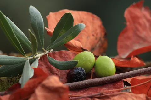 橄榄,有机,黑橄榄,橄榄叶,水果,食品,天然,叶子 橄榄,有机,黑橄榄,橄榄叶,水果,食品,天然,叶子