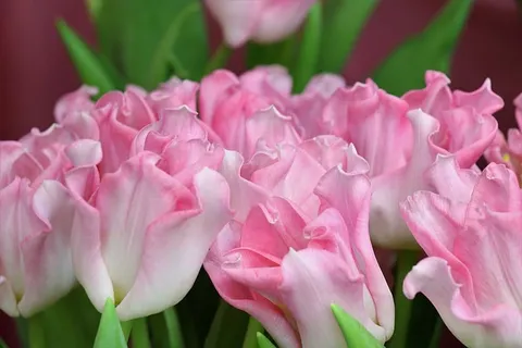 郁金香,花朵,粉色,春天,花朵,花束,爱,自然 郁金香,花朵,粉色,春天,花朵,花束,爱,自然