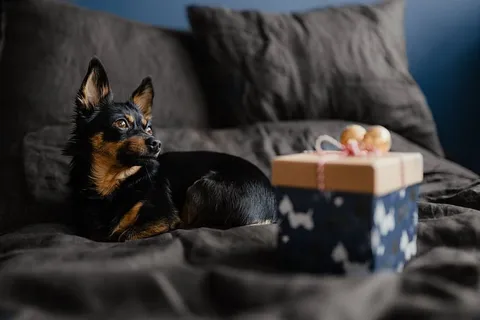 送给可爱小狗的圣诞礼物