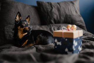 送给可爱小狗的圣诞礼物