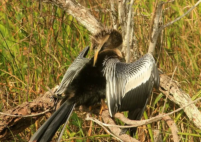 anhinga，鸟，苍蝇，翅膀，羽毛，野生动物，喙，野生动物