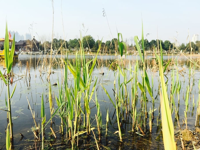 武汉，沙湖公园，水景，水，植物，天空，生长，湖泊