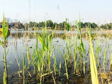 武汉，沙湖公园，水景，水，植物，天空，生长，湖泊