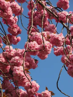 樱花,日本樱花,气味,开花,开花,日本樱花,观赏樱花,春天 樱花,日本樱花,气味,开花,开花,日本樱花,观赏樱花,春天