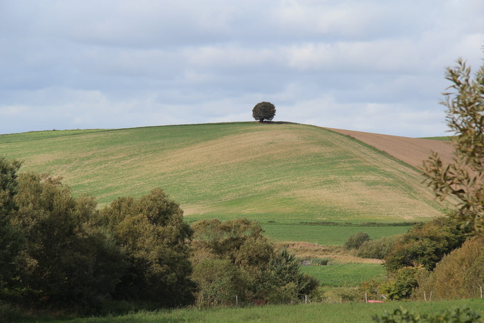 树木、小山、丘陵、草地、天空、自然、景观、全景