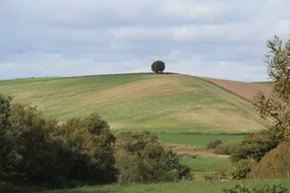 树木、小山、丘陵、草地、天空、自然、景观、全景