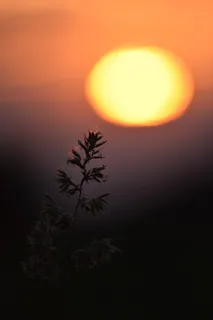 太阳, 日落, 天空, 云, 西, 光, 晚上, 草 太阳, 日落, 天空, 云, 西, 光, 晚上, 草