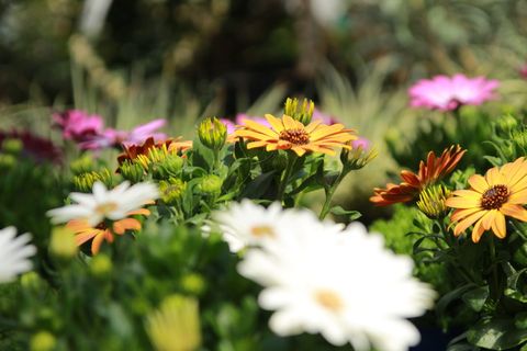 海角雏菊,骨精,海角雏菊,海角篮,植物,花园,植物群,复合材料 海角雏菊,骨精,海角雏菊,海角篮,植物,花园,植物群,复合材料