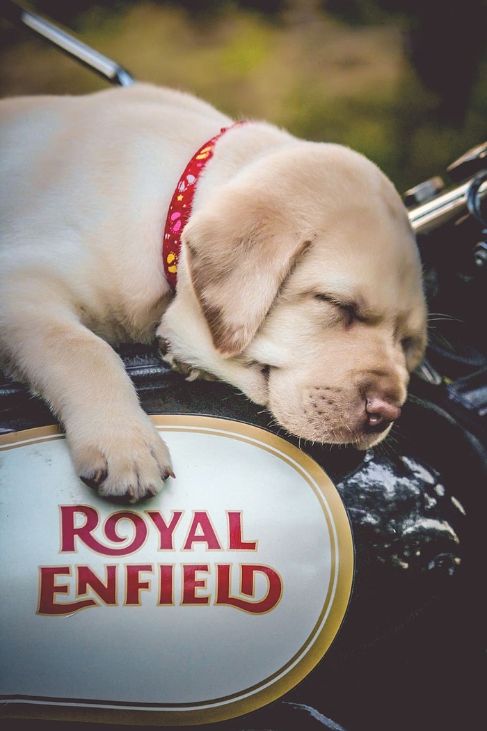 黑白摩托车上的黄色拉布拉多猎犬