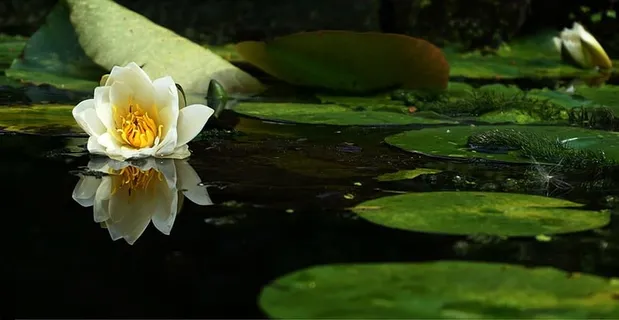 水体上的白花 水体上的白花
