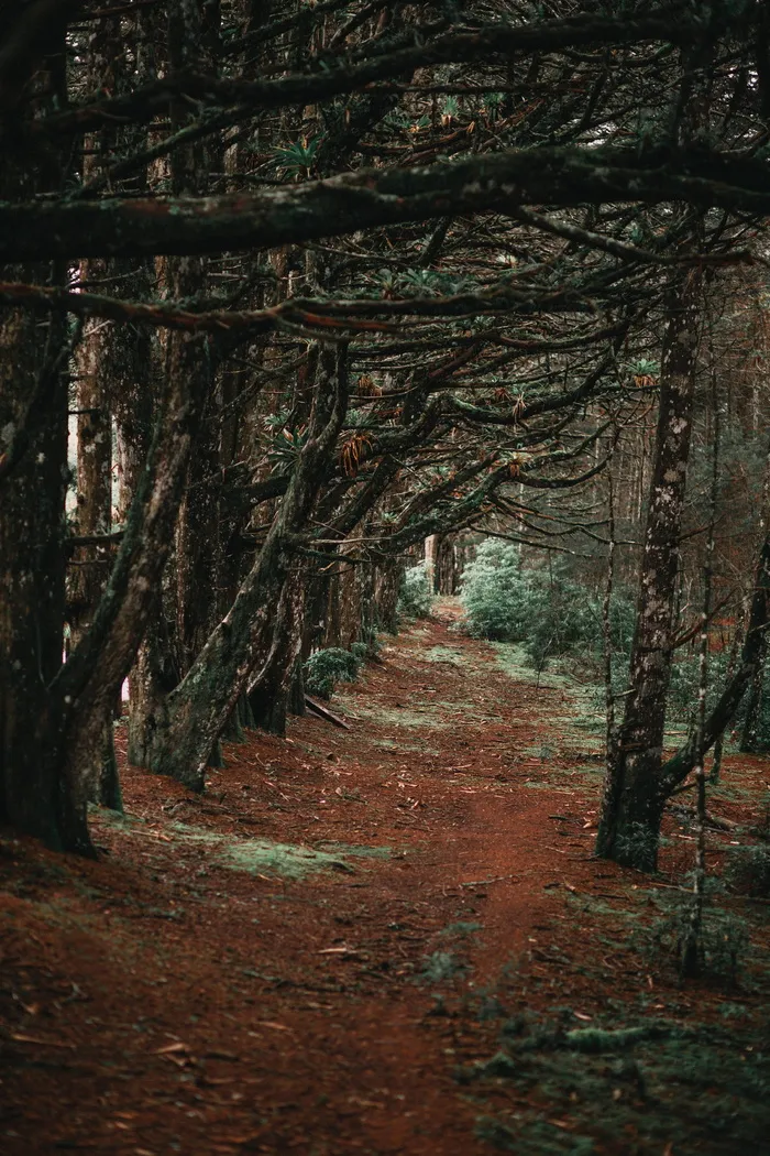 树木之间的通道