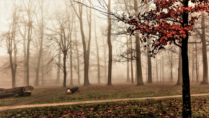 寒冷、一月、自然、树木、雾、动物主题、动物、秋天