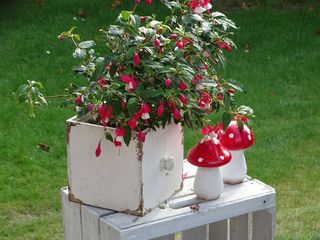 花园、装饰、怀旧、秋天、植物、自然、红色、花朵