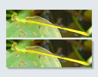 小，美丽，豆娘，动物主题，动物，野生动物，野生动物，一种动物