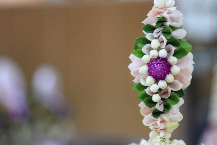 腰带，教师欣赏，mm，mm百万，聚焦前景，花朵，特写，开花植物