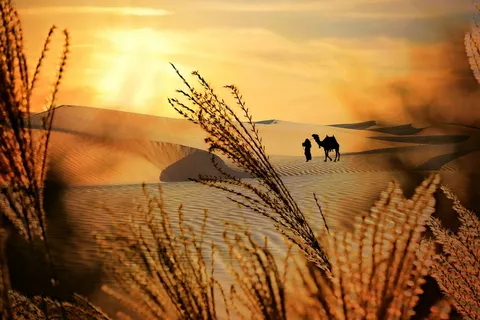 羽毛、植物、沙漠、沙丘、沙子、日落、骆驼、贝多因人