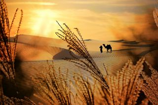 羽毛、植物、沙漠、沙丘、沙子、日落、骆驼、贝多因人