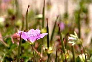 避免松鼠根部损伤，膜喷，花，植物，花，美丽自然，开花植物，新鲜
