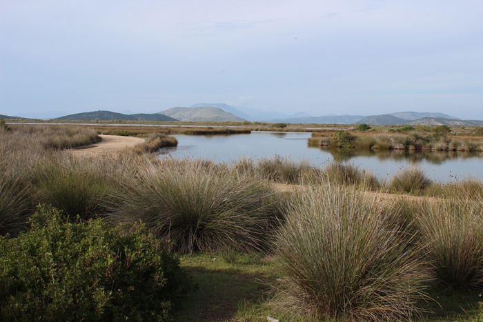 灌木、河流、三角洲、水、植物、自然之美、风景-自然、宁静的景色
