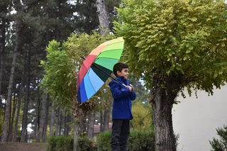 树, 自然, 户外, 木纤维板, 夏天, 叶子, 伞, 植物