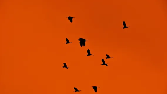 蜂群,羊群,候鸟,鸟类,迁徙,日落,自然,野生动物 蜂群,羊群,候鸟,鸟类,迁徙,日落,自然,野生动物