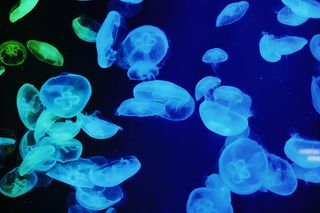 蓝色和绿色的果冻鱼