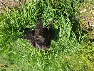 宠物、犬、哺乳动物、动物、英国、植物、草、西班牙