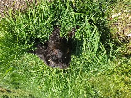 宠物、犬、哺乳动物、动物、英国、植物、草、西班牙 宠物、犬、哺乳动物、动物、英国、植物、草、西班牙
