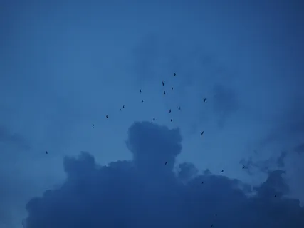 群，鸟群，候鸟，雷云，云，雷雨，乌云，前进