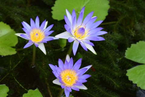 睡莲,花,睡莲,开花植物,植物,脆弱性,脆弱性,新鲜度 睡莲,花,睡莲,开花植物,植物,脆弱性,脆弱性,新鲜度