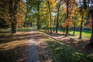 秋天, 叶子, 多彩, 自然, 公园, 干, 底纹, 树