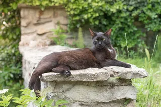 小猫，猫，宠物，家猫，黑色，躺着，放松，哺乳动物