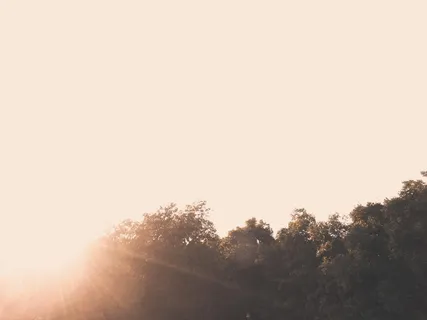 日落，空中，无人机，双重曝光，对比度，太阳，白色，树木