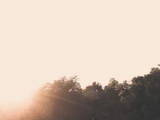 日落，空中，无人机，双重曝光，对比度，太阳，白色，树木