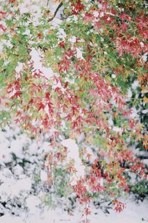 五彩花卉纺织品,植物,树,花,花瓣,花,叶,水果 五彩花卉纺织品,植物,树,花,花瓣,花,叶,水果