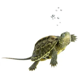 海龟,爬行动物,自然,乌龟,动物,野生动物,贝壳,隔离 海龟,爬行动物,自然,乌龟,动物,野生动物,贝壳,隔离