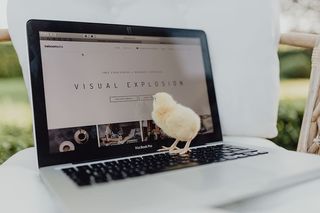 新生小鸡和笔记本电脑