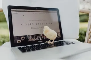 新生小鸡和笔记本电脑