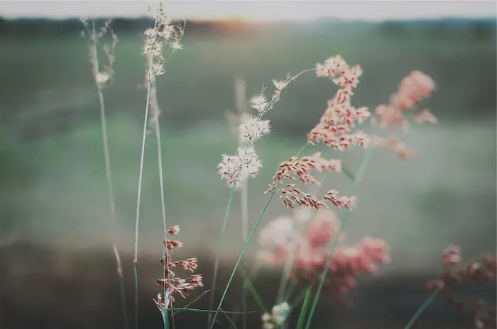 白色，粉色，花朵，花瓣，花朵，田野，自然，水